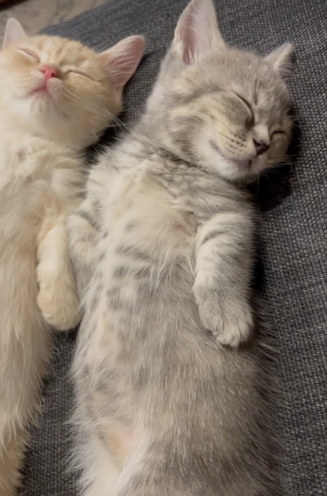 ソファで眠る2匹のマンチカン