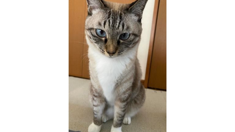 室内にいる猫