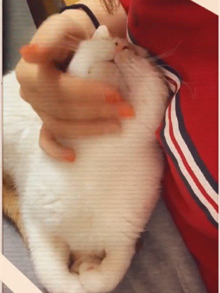 あごをなでられる猫