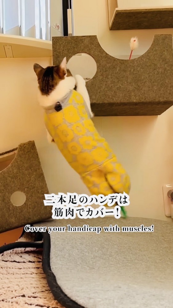 前足でキャットタワーを登るキジ白猫