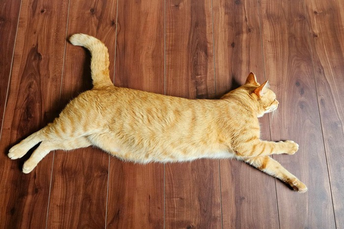 床に寝転んでいる猫