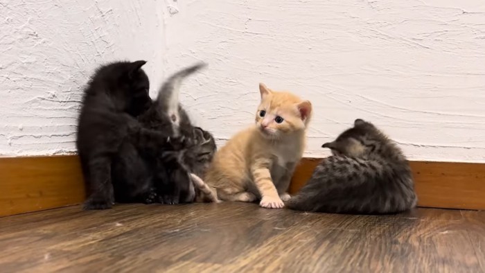 子猫たちのにゃんプロ開始（お互いぶつかり始めたところ）