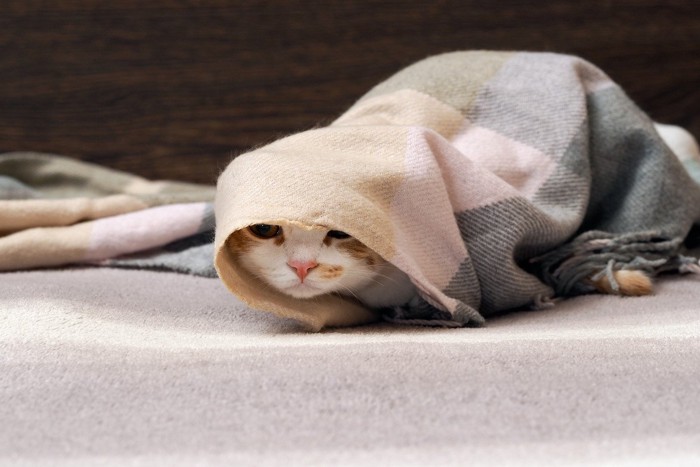毛布に包まれた猫