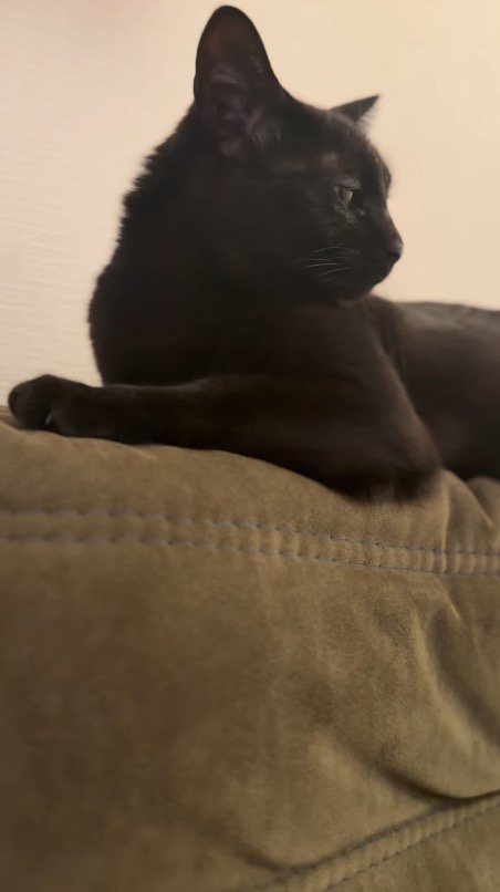 体を起こして遠くを見つめる猫