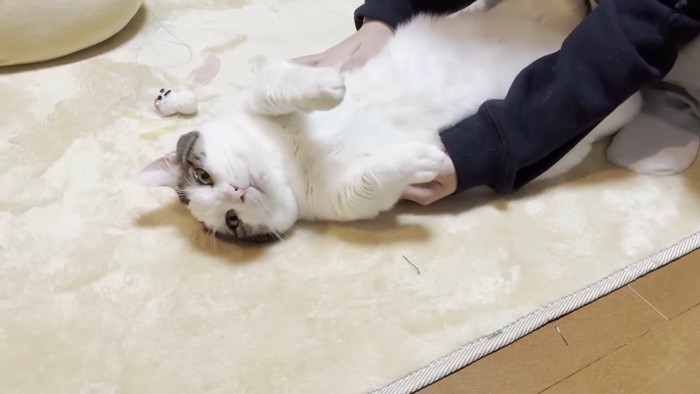 仰向けの豆大福くん