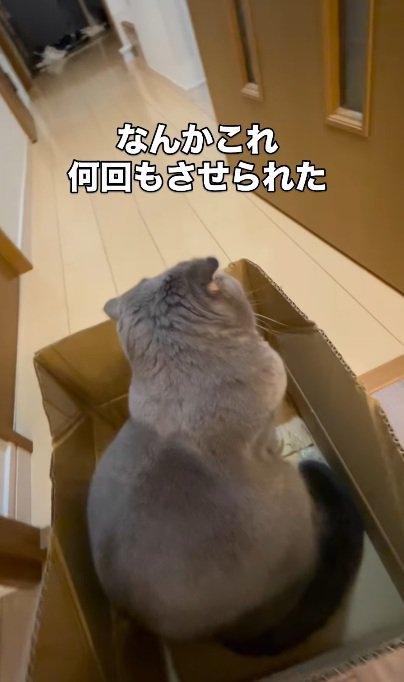 段ボールの中に座っている猫