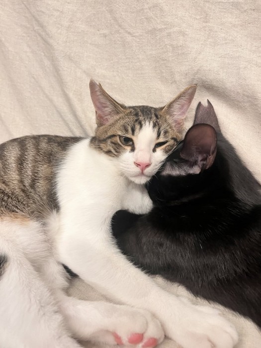 くっついて寝る2匹の猫