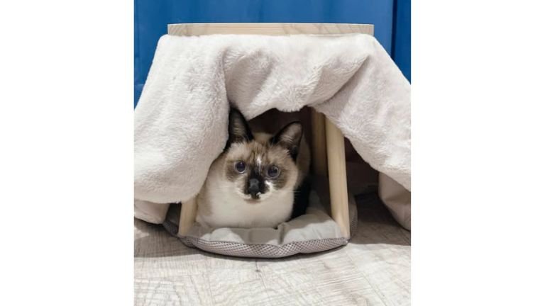 こたつに入る猫