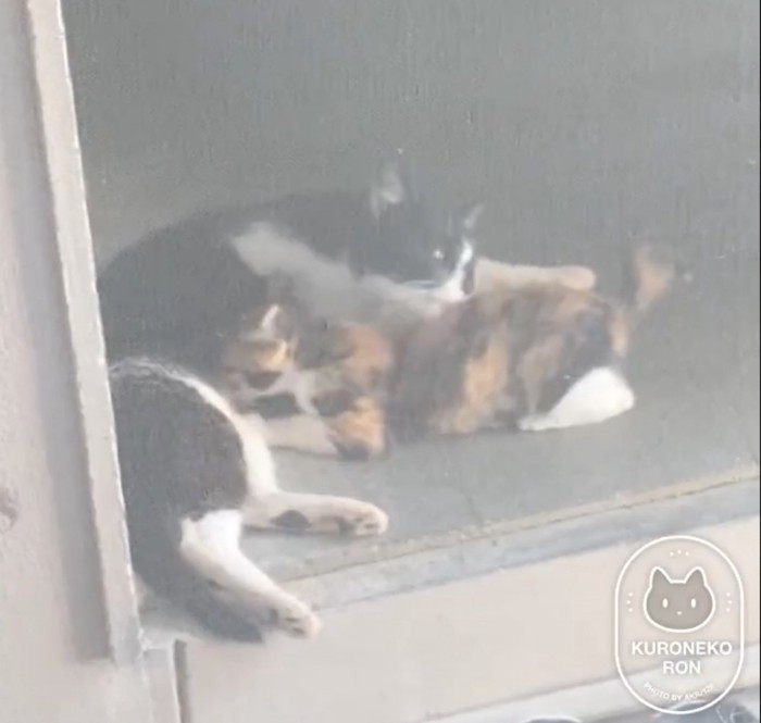 背中を舐める猫