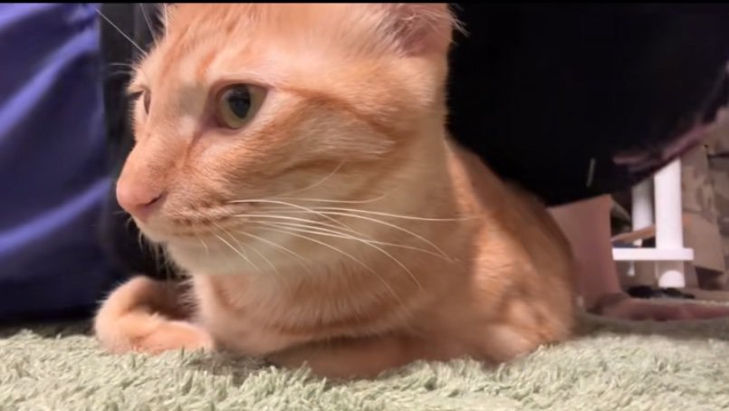 体の下で休む猫