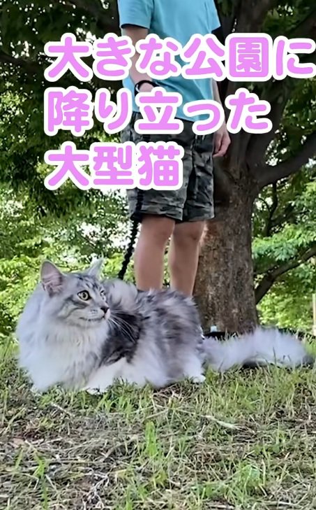 公園で散歩するメインクーン