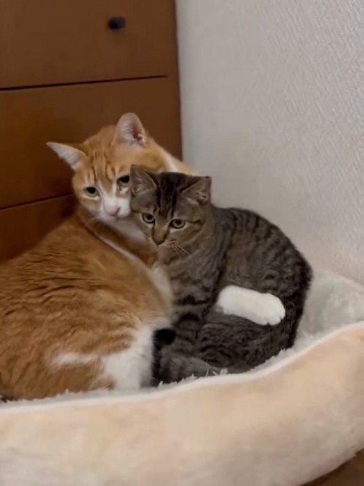 顔を近づける猫