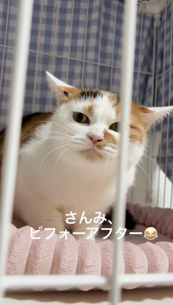 耳を倒して周囲の様子をうかがう猫