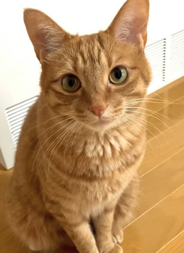 フローリングの上でお座りをしているカメラ目線の茶トラ