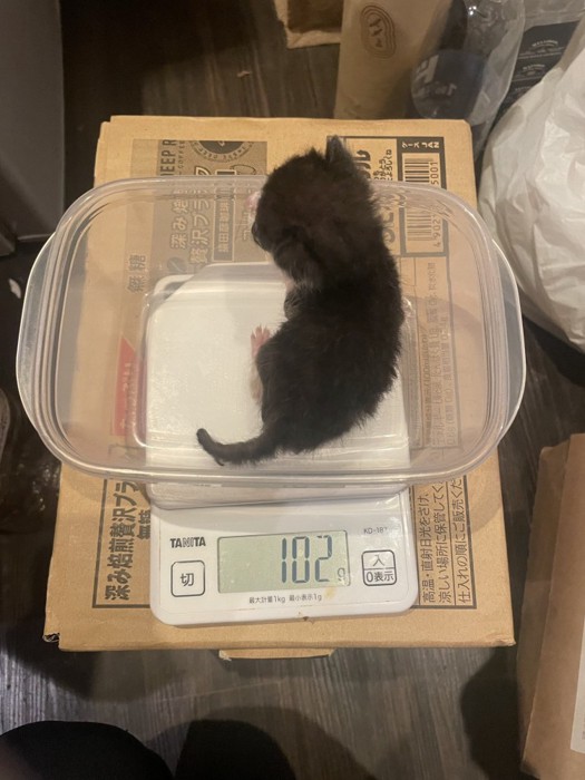 キッチンスケールに乗る子猫