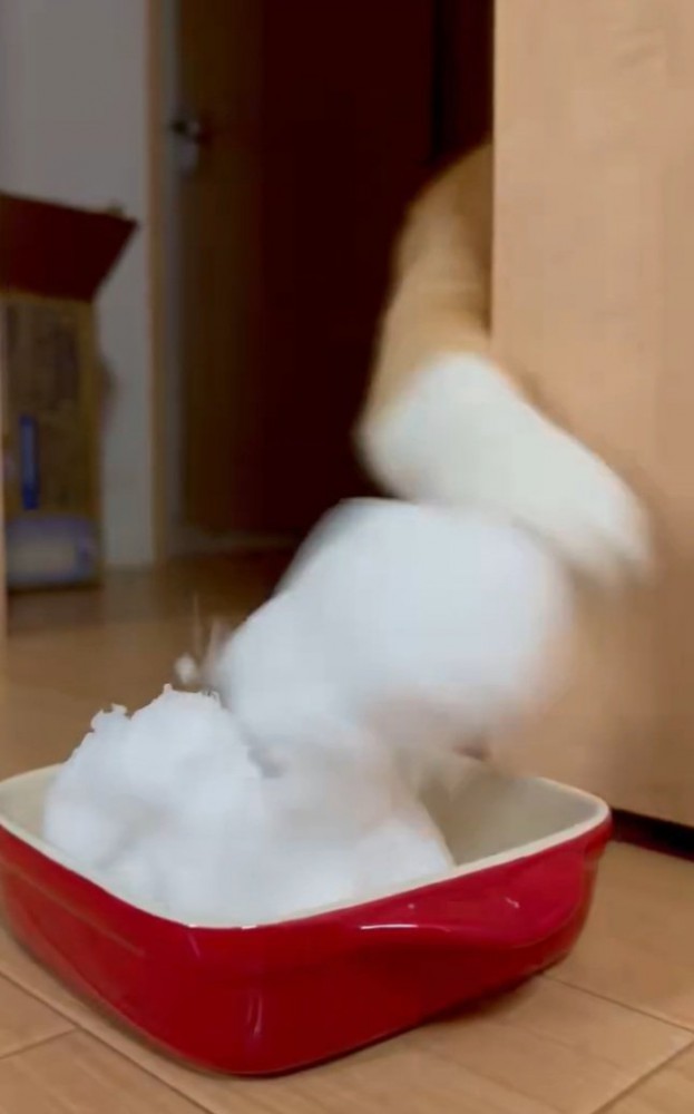 ノールックでパンチする猫