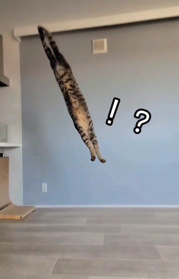 ジャンプしている猫