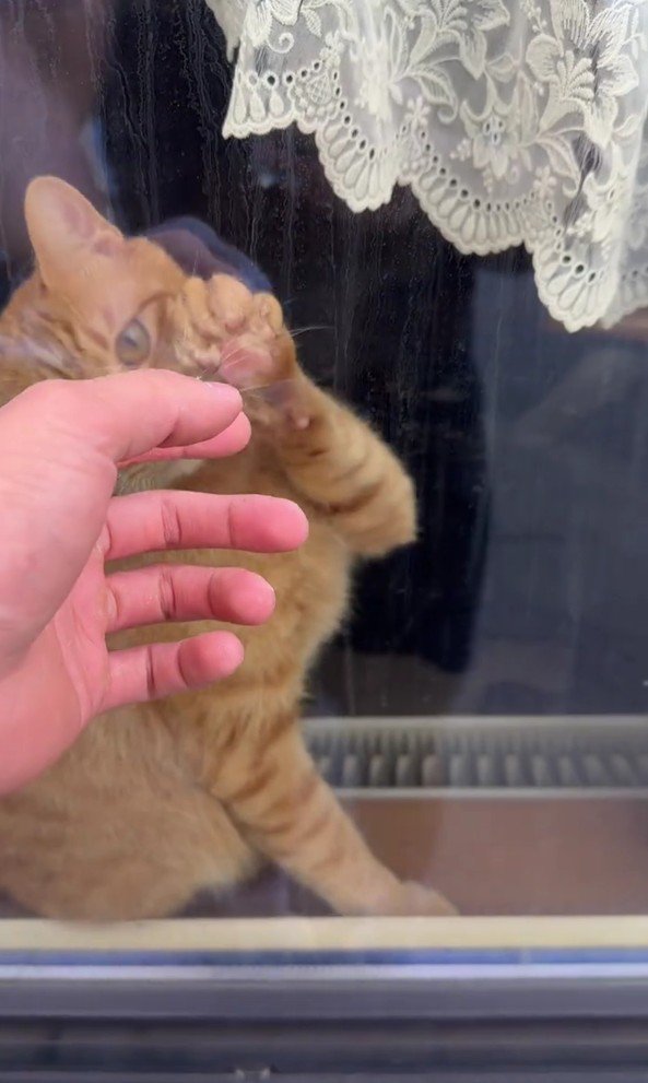 窓の向こうの猫