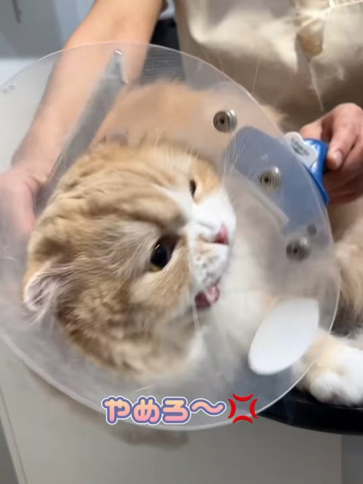 振り向いて怒る猫