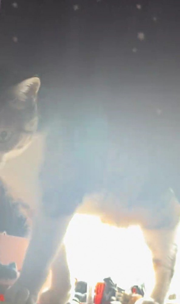 カーテンから出てくる猫