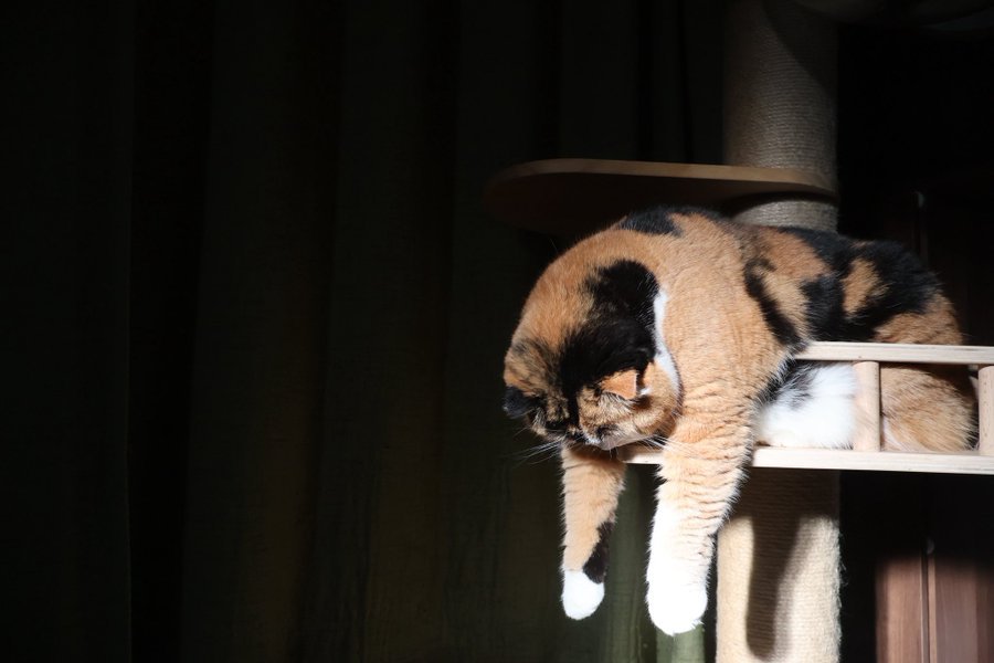 キャットタワーから上半身を乗り出す三毛猫