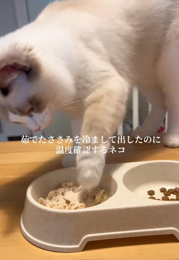 手で触るシェルちゃん