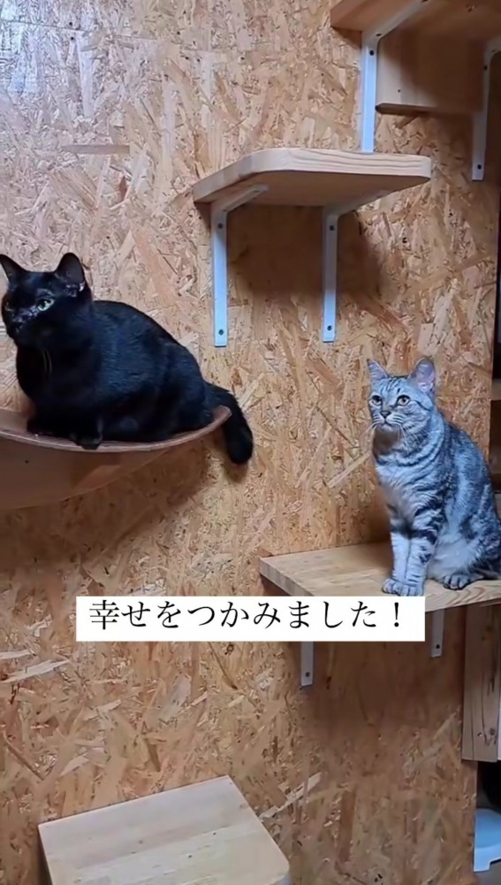 キャットウォークの上の2匹の猫1