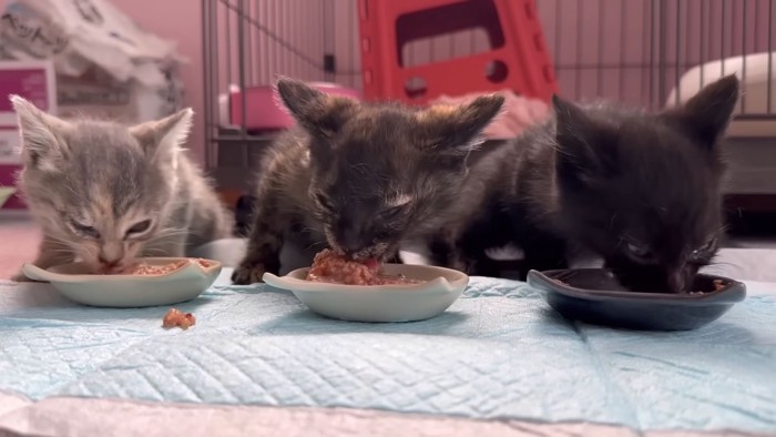 3匹並んでのごはん