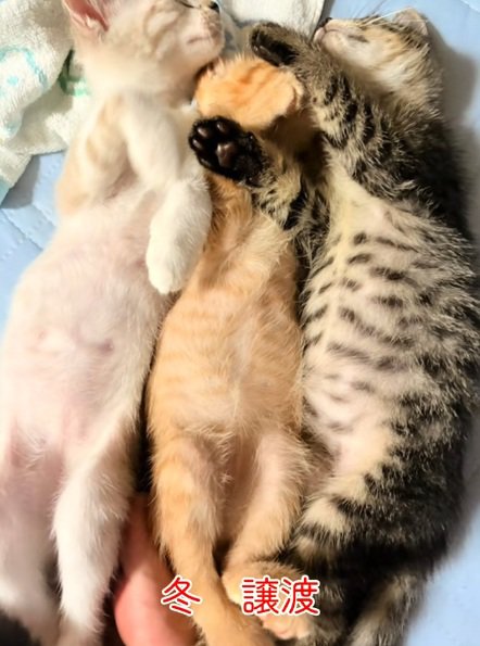 三匹で並んで寝ている子猫