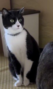 目を開いて赤ちゃんを凝視するハチワレ猫