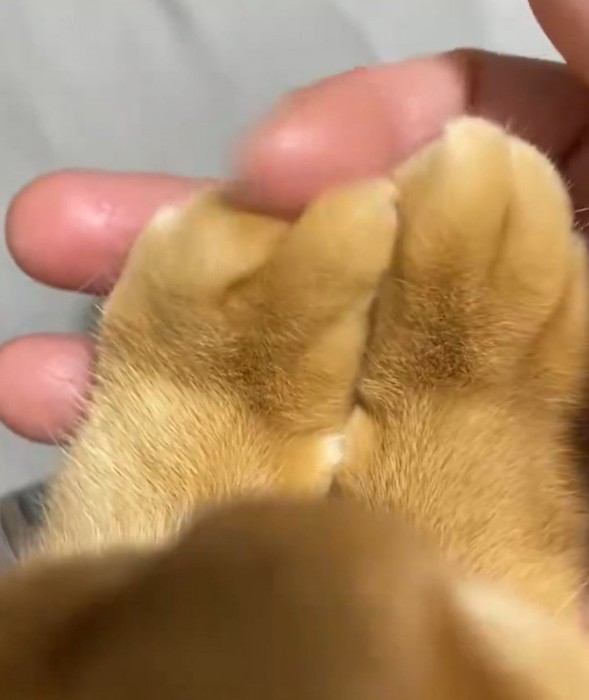 飼い主の指の動きに合わせて動く猫の指