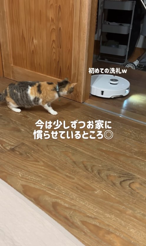 お掃除ロボットを見つめる猫