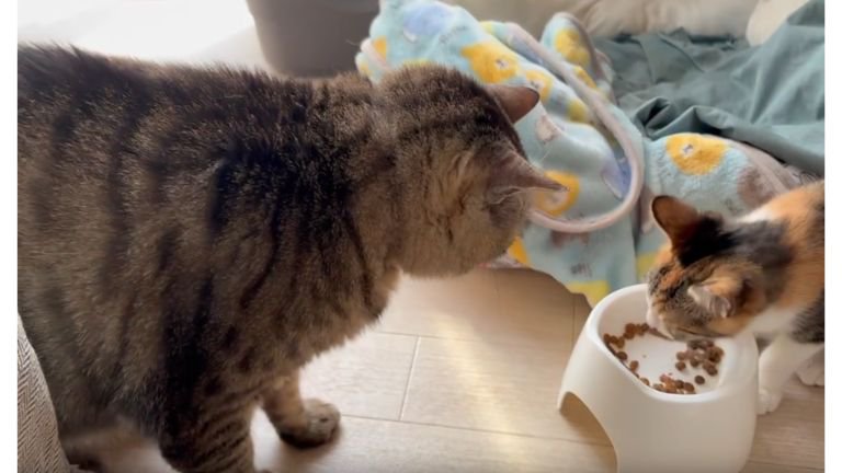 猫たちとごはん皿