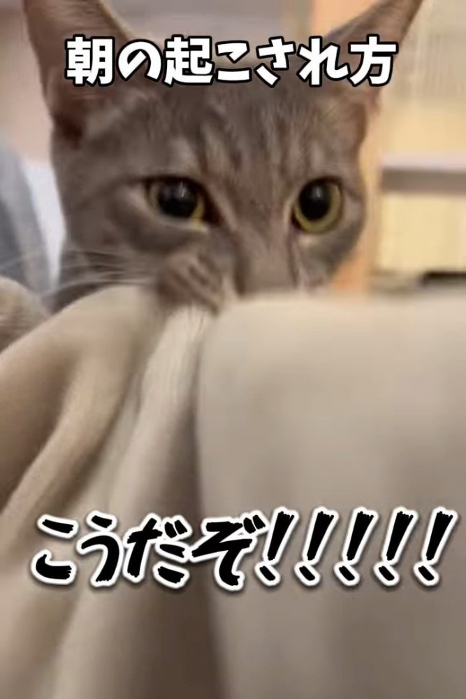 毛布をくわえる猫