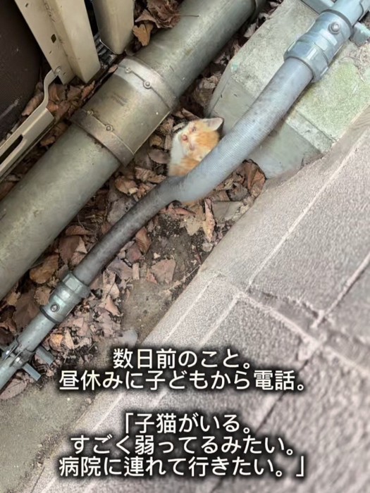 配管の隙間にいる子猫