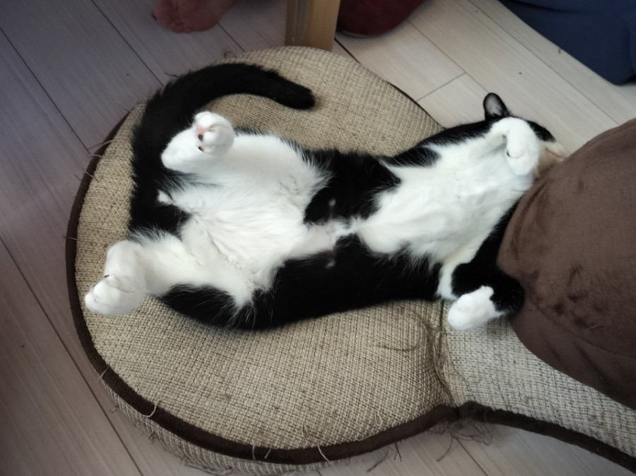 ヘソ天する猫
