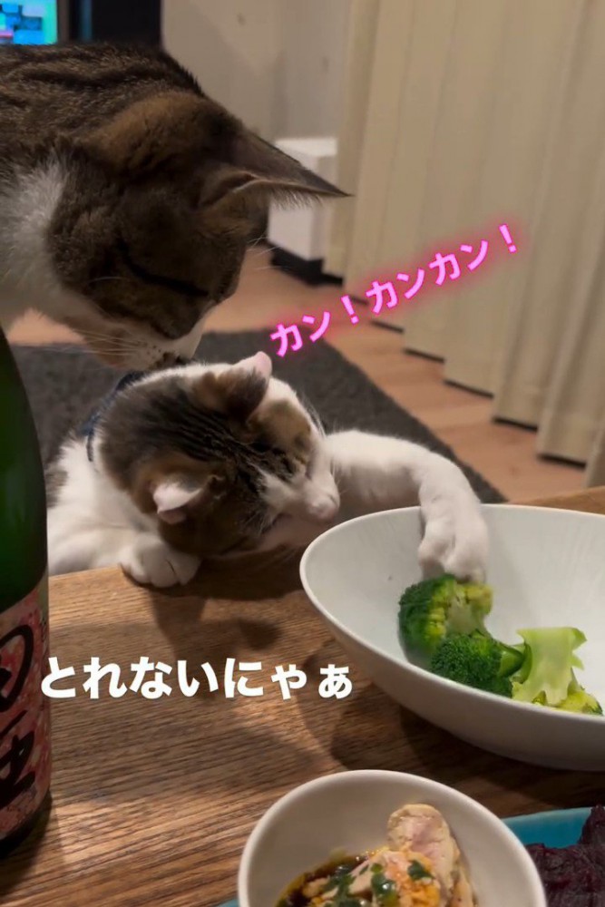 ブロッコリーを取ろうとする猫