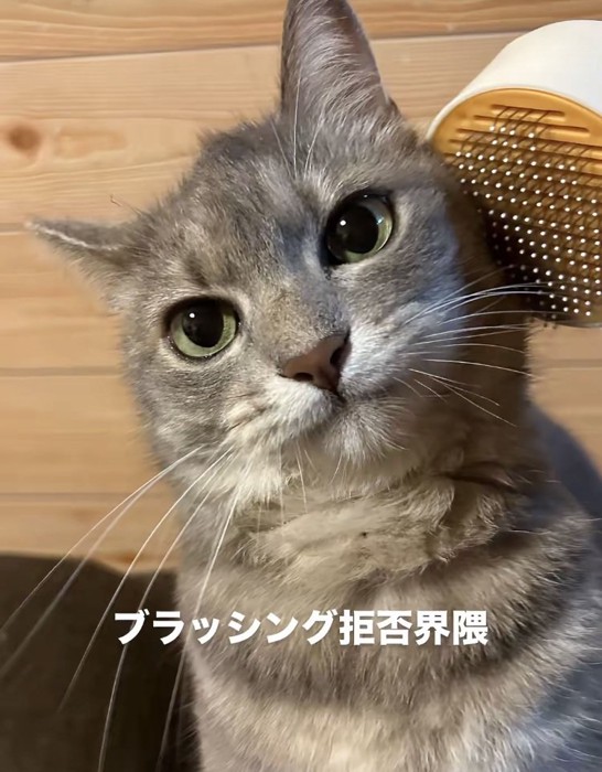 飼い主にブラッシングされるサバトラ猫
