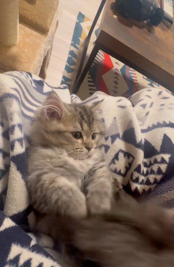 仰向けで自分のしっぽで遊んでいる子猫