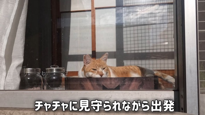 窓から外を見る猫