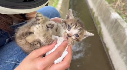 目が開いた子猫