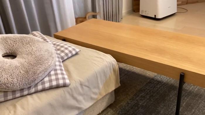 カーテンに入っていくもちくん