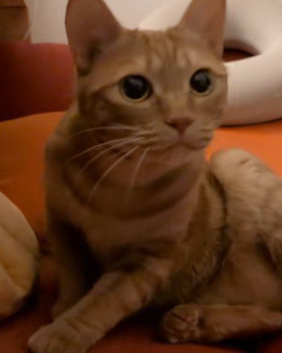 立ち上がる猫