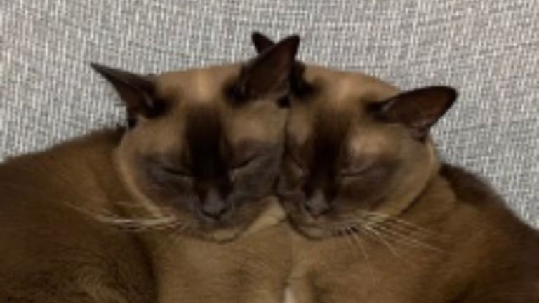 寄り添っている猫たち