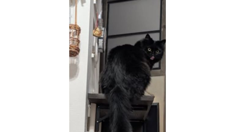 振り向く猫