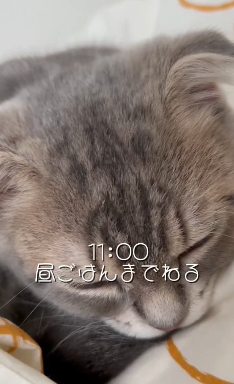 昼寝をする猫の顔のアップ