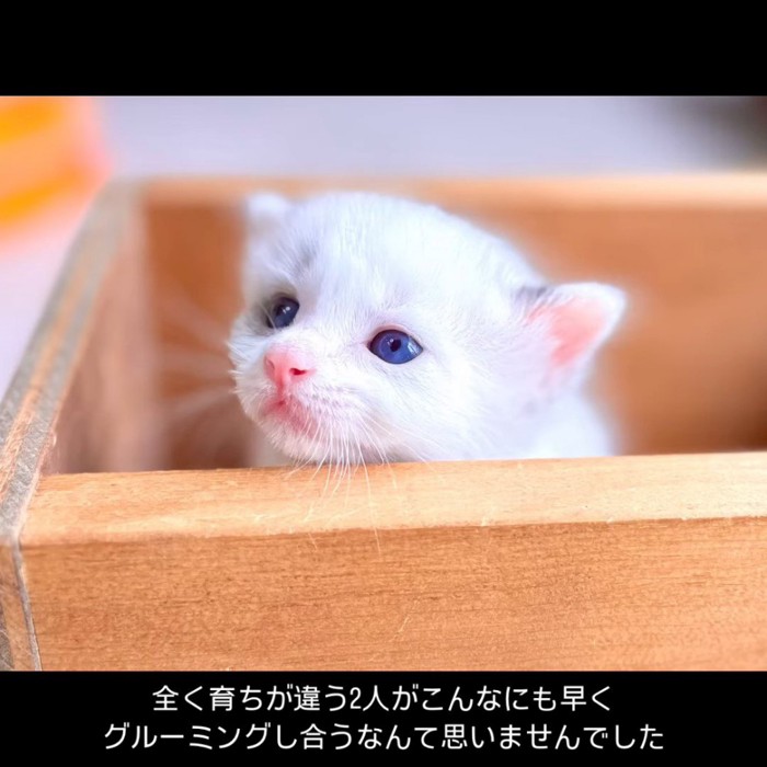 箱から顔を出す子猫