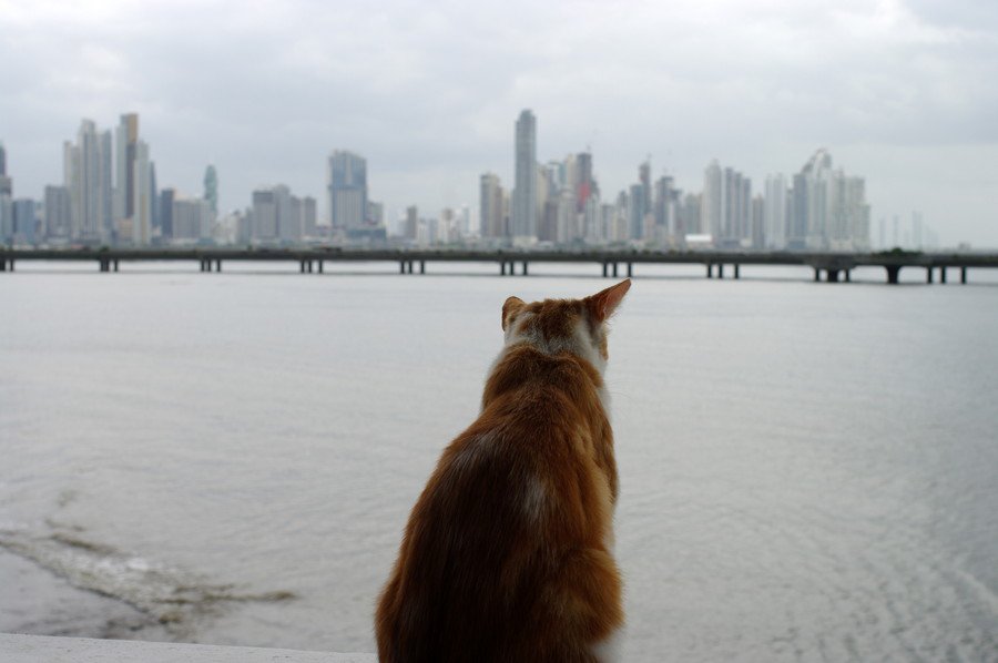 大都会のビル群を眺める猫