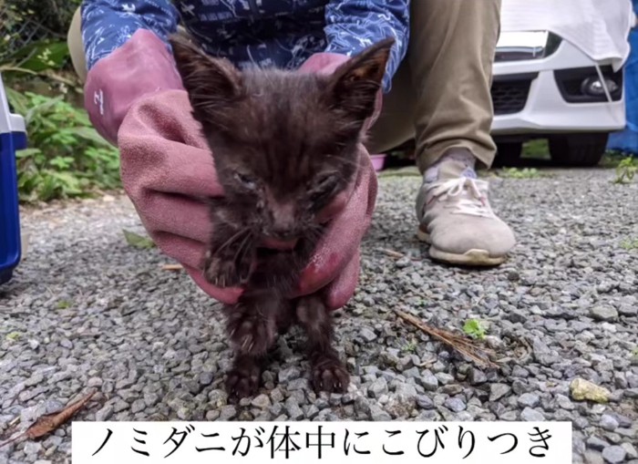 手袋をした人の手でつかまれる子猫