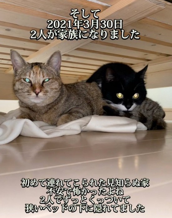 飼い猫になった2匹